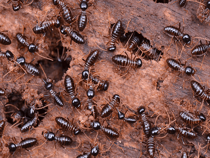 western-subterranean-termites-in-tucson-az